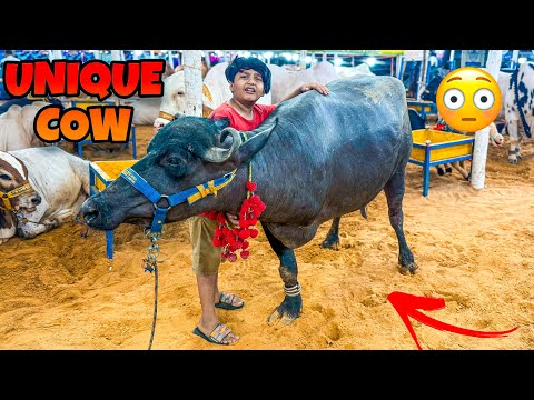 Qurbani k leye 3 tango wala janwar 😳 || Ali ko 3 tango wala janwar pasand a gaya 😳 ||
