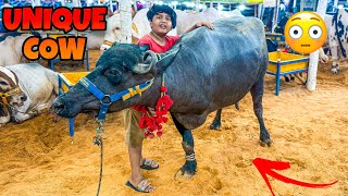 Qurbani k leye 3 tango wala janwar 😳 || Ali ko 3 tango wala janwar pasand a gaya 😳 ||