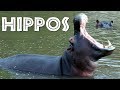 Hippo Behavior and Conservation