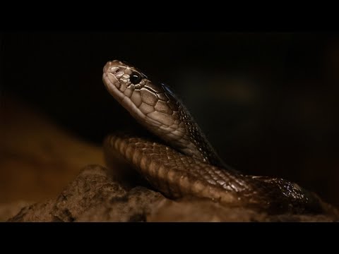 Into the Wilds of Indonesia: Komodo Dragons, King Cobras & Cuttlefish | Fierce