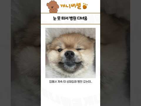 심쿵사 가능한 귀여운 동물 모음 130탄