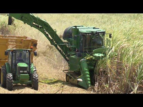 YouTube video thumbnail: Close to 100k Tonnes Harvested in 2025 Sugar Cane Harvest Season