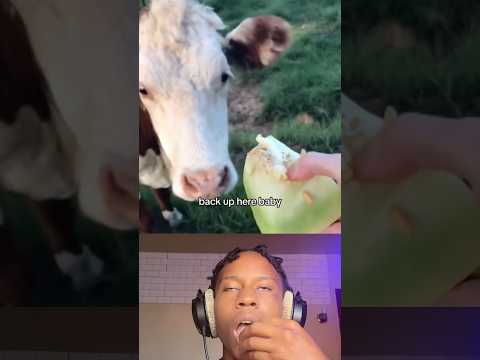#goats have small brains
