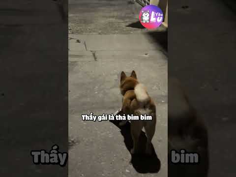 Vứt bỏ luôn cái liêm sỉ 😂 #yeulu #shorts