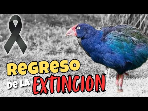 ¡SORPRENDENTE! "AVE PREHISTÓRICA REGRESA DE LA EXTINCIÓN"