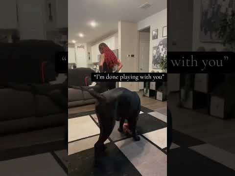 The usual just getting on Ghost’s  nerves 😅 #canecorso #texas #dreeandghost ￼