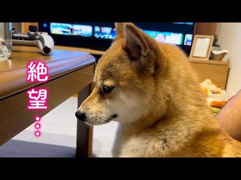 平和な一日だったのにはずなのに絶望の夜を迎えてしまう柴犬