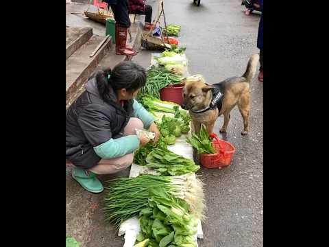 High IQ dog helps owner to buy food