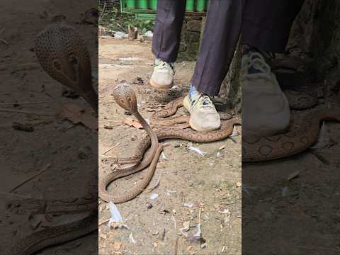 देखिए कितना खतरनाक होता है यह साँप 😱🐍पैर पड़ते ही बचना पाना मुश्किल | Russell's Viper Vs Man #shorts
