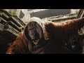 Trailer 4 do filme The Jungle Book