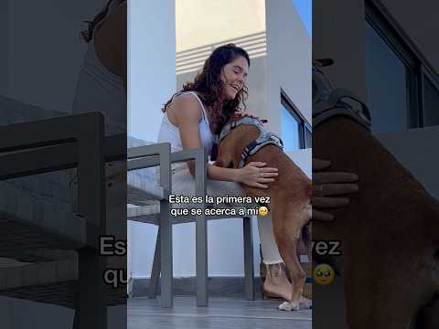 Tal vez pueda parecer una tontería, pero para mí fue muy emotivo significa que su ❤️🩹está sanando
