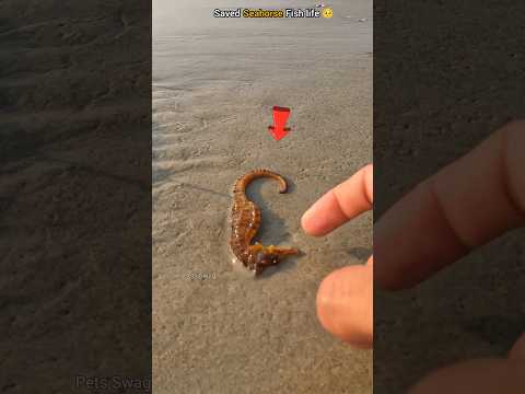 Guardian of the Sea: Rescuing a Stranded Seahorse 🥺