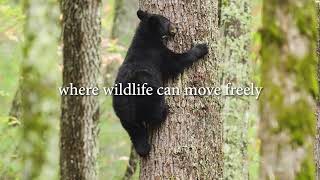 Expanding Boreal Wildlands: A Rare Conservation Opportunity