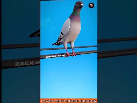 Why Birds Don't Get Electrocuted On Power Line ๐ค๐จ || #shorts #birds #electricity