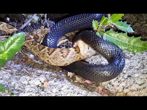O maior predador da cascavel, eu não mato mais cobra preta