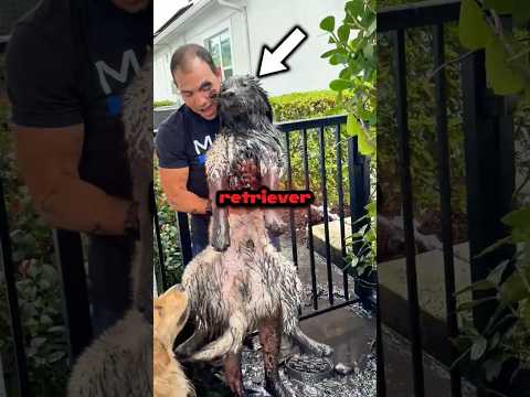 Owner vs Muddy Dog: Who Wins? ๐๐๐