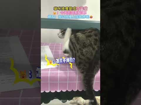 貓咪撓癢變成'叮當貓'🌸 🐱：今天的頭有點硬💦！網友：我以為樓上在裝修呢😂 #cat  #cute #shorts #funny #funnyshorts