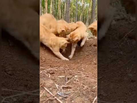 The Cat Who Returned a Baby Rabbit to Its Family #animals #wildliferescue #lovestory #rescue#turtle
