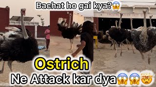 New pet le lia😍 ostrich na hamla kardya😱😱| daily vlogs❤️