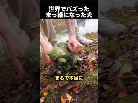 「ここが僕の沼だ!」ワンちゃんの行動が可愛すぎた!