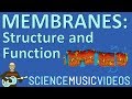 Exploring Cell Membrane Dynamics