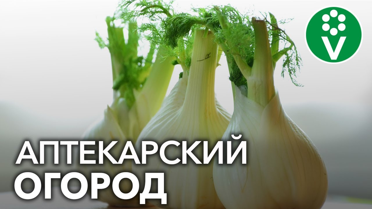 Эти культуры должны сеять все, кто интересуется своим здоровьем!