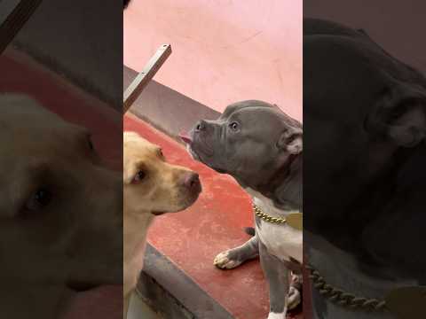 ദേ വടിയും പിടിച്ചോണ്ട് വരുന്നു 😂🥲🫣 #shorts #pitbullife