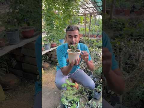 আজ নার্সারিতে আমরা চুরি করতে গিয়ে ধরা পরে গেলাম || #shorts