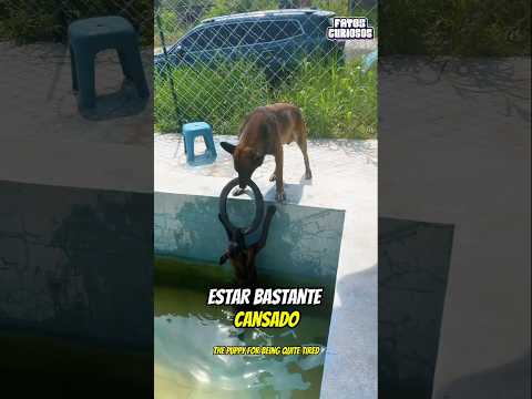 CACHORRO HERÓI SALVA FILHOTE QUE HAVIA CAÍDO DENTRO DA PISCINA