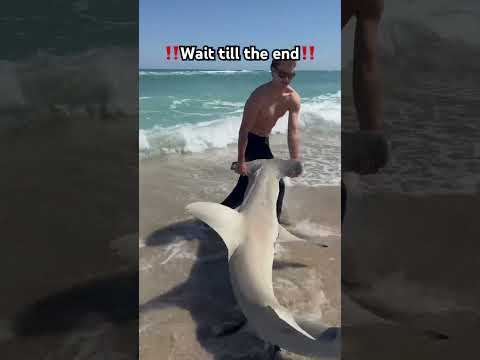 ‼️Wait till the end‼️ #shorts #fish #fishing #florida #longisland #ny #shark #beach #sharkfishing
