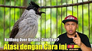 KUTILANG OVER BIRAHI? JANGAN PANIK! BEGINI CARA MENURUNKANNYA BIAR GACOR LAGI
