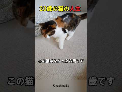 年老いた猫のために仕事を辞めた飼い主