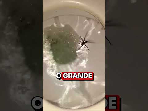 CUIDADO COM ESSA ARANHA!