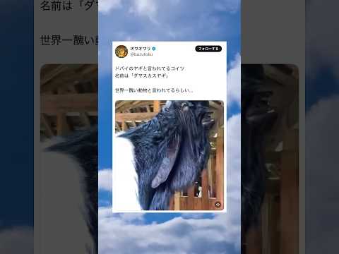 神話生物みたいな姿 #shorts #動物 #おすすめ