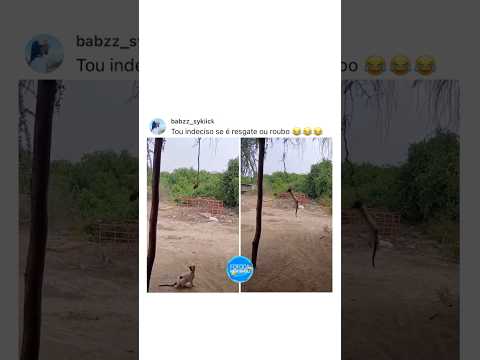 O gato roubou a cobra do passarinho e ela caiu em cima dele 😂🐍 #shorts #memes