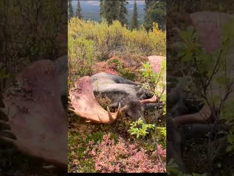 GIANT ALASKAN BULL MOOSE HUNT