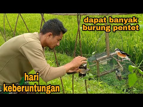 WOW begini jadinya mikat burung pentet di spot rahasia