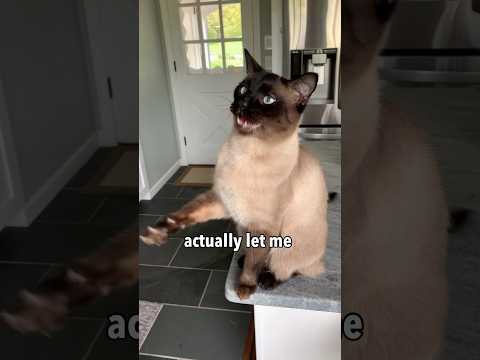 I Tried a Steam Brush on my Feisty Cat 😳