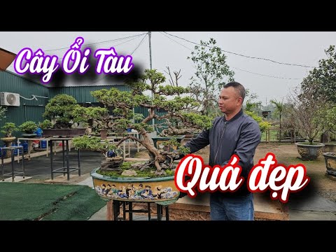 SH.10077. Cây Ổi tàu dáng đẹp giao lưu thật nhanh để anh em chơi.