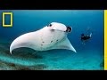 Manta Ray Conservation and Exploration
