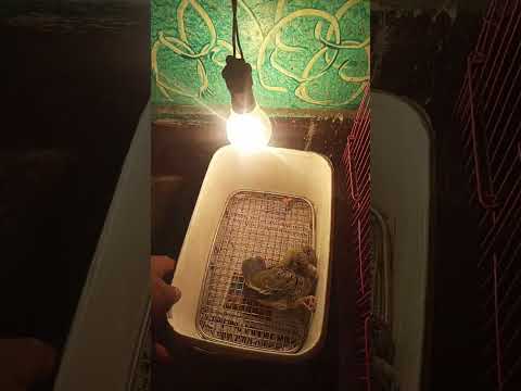 Bird Ke Parents Ne Bacche Ke Pankh Noch Diye!!! #pet  #sauravjoshivlogs