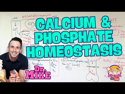 Calcium and Phosphate Homeostasis | Parathyroid & Vitamin D