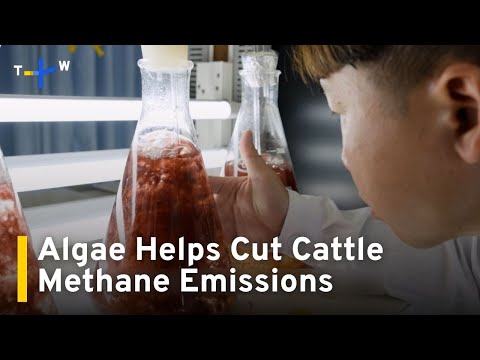 YouTube video thumbnail: Taiwan Team Finds Algae in Feed Can Cut Methane Emissions From Cows