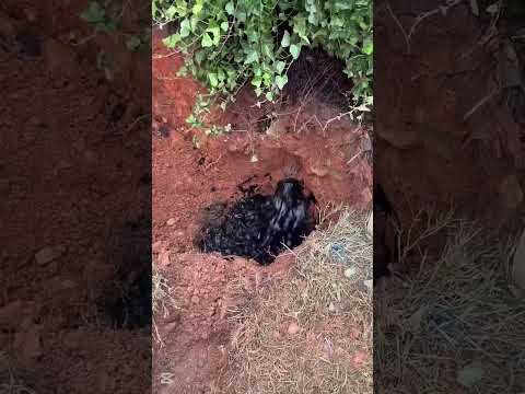 Oil Discovery Blessing or Curse