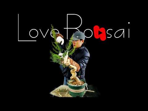 How to bend a bonsai - great bonsai bending skills #255