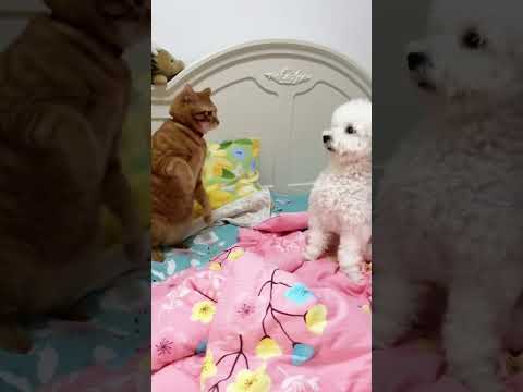 Cat funny videos #cat #cutespets #funnycats #cutepets101 #catvideos #pets #funnypetschannel