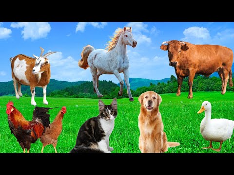 Familiar Animal Moments - Dogs, Cats, Chickens, Cows, Goats, Horses, Rabbits - Animal Sounds