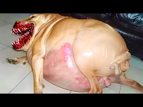 ¡Perra da a luz y luego el médico descubre que NO son cachorros! 😨