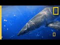 Shark Deterrent Study Insights