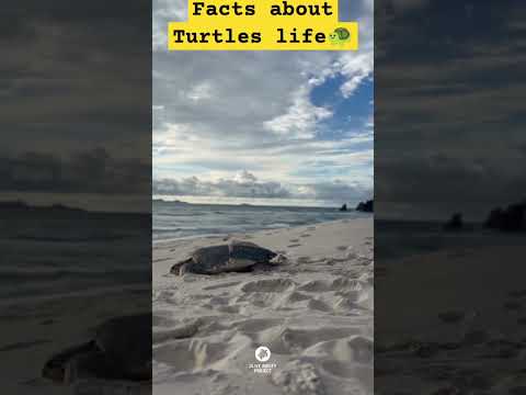 🤯🐢कछुए के बारे में हैरान कर देने वाली बातें। Amazing things about Turtles life। #seaturtles #facts